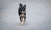 Тест на агрессию: в Тульской области утвердили критерии немотивированной враждебности у собак