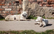 В Донском собаки покусали 37 человек: прокуратура оштрафовала муниципалитет
