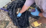 В Донском женщина складировала трупы собак на огороде