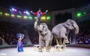 Премьера программы «Шоу слонов» в Тульском цирке: потрясающий калейдоскоп эмоций