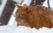 Погода в Тульской области 15 декабря: мокрый снег и сильный ветер