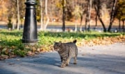 Метеорологи дали прогноз на бабье лето