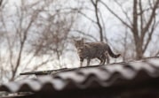 Погода в Тульской области 9 ноября: туман, осадки и гололедица