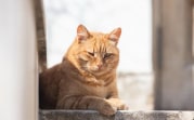 В четверг в Центральную Россию нагрянет майское тепло