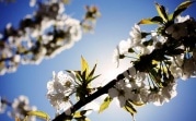 Погода в Тульской области 21 апреля: до 13 градусов тепла, сухо и ветрено