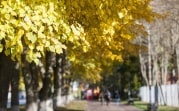 Погода в Тульской области 31 октября: небольшой дождь и до +9°С