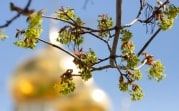 Погода в Туле 4 июня: до +24 и без осадков