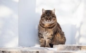 Погода в Туле 26 января: облачно и морозно