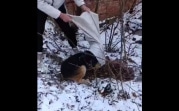 В Богородицке живодёры завязали собаку в мешок и выкинули на мороз