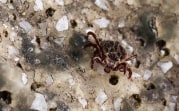 В Тульской области зафиксировали первые укусы клещей в этом году